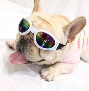 Pawsome Sunnies