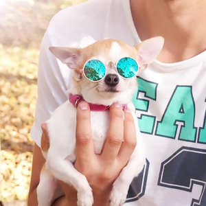 Small dog wearing dog fashion sunglasses